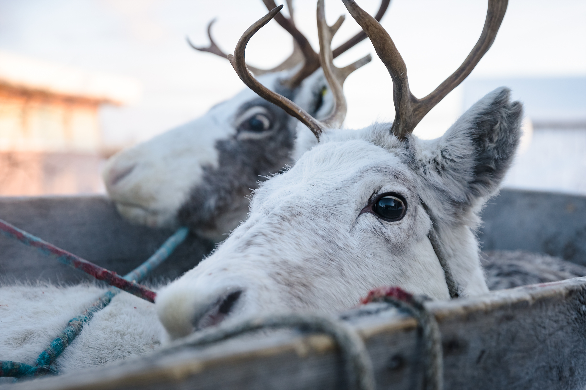 Export of reindeer products