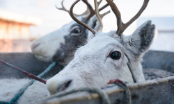 Webinar "Export of reindeer products"